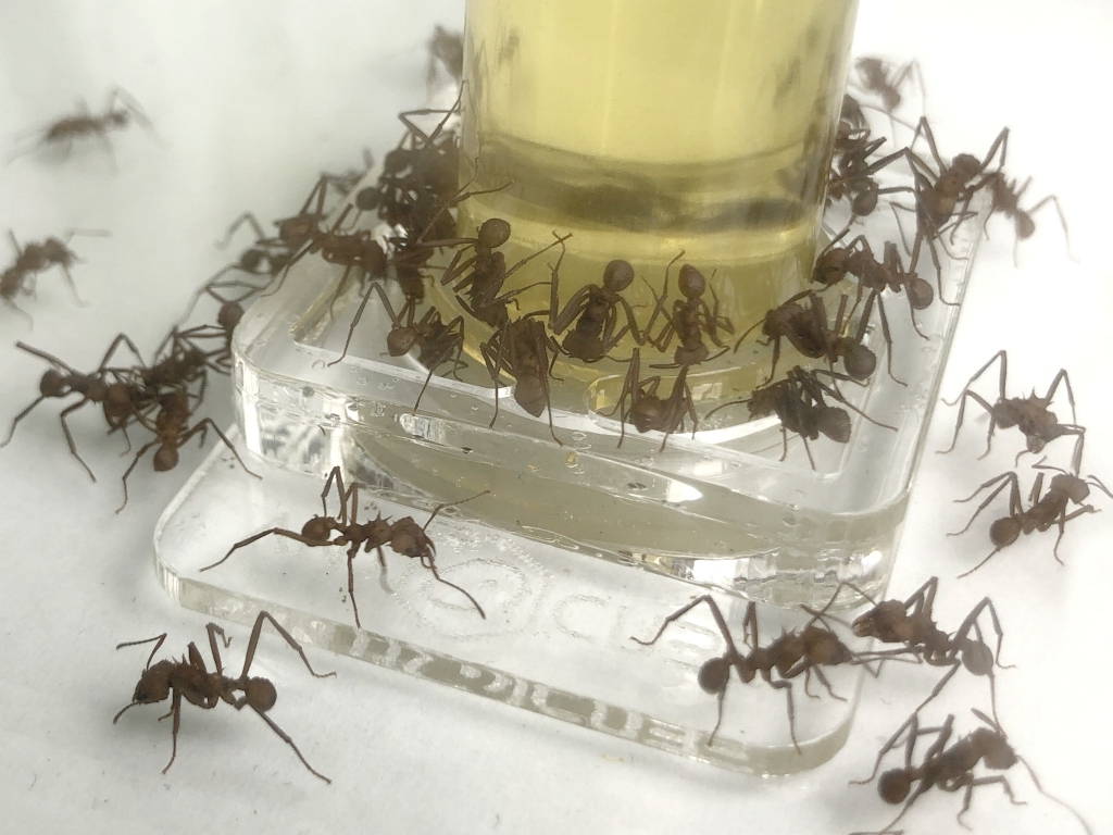 drinking clear 5ml - sponge